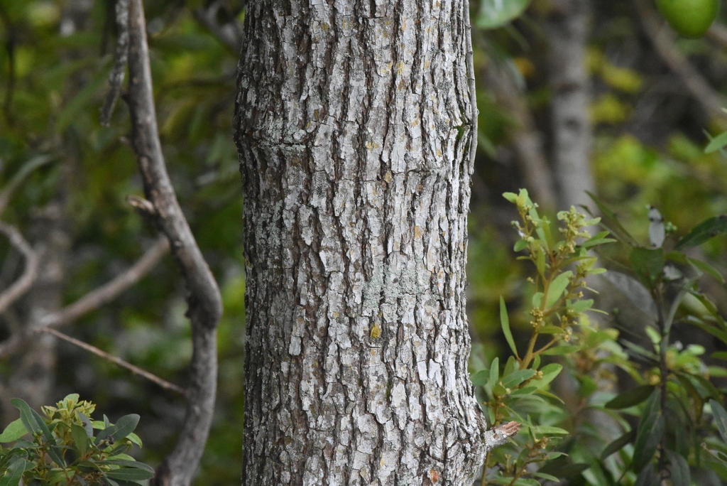 Bark with dark fissures.