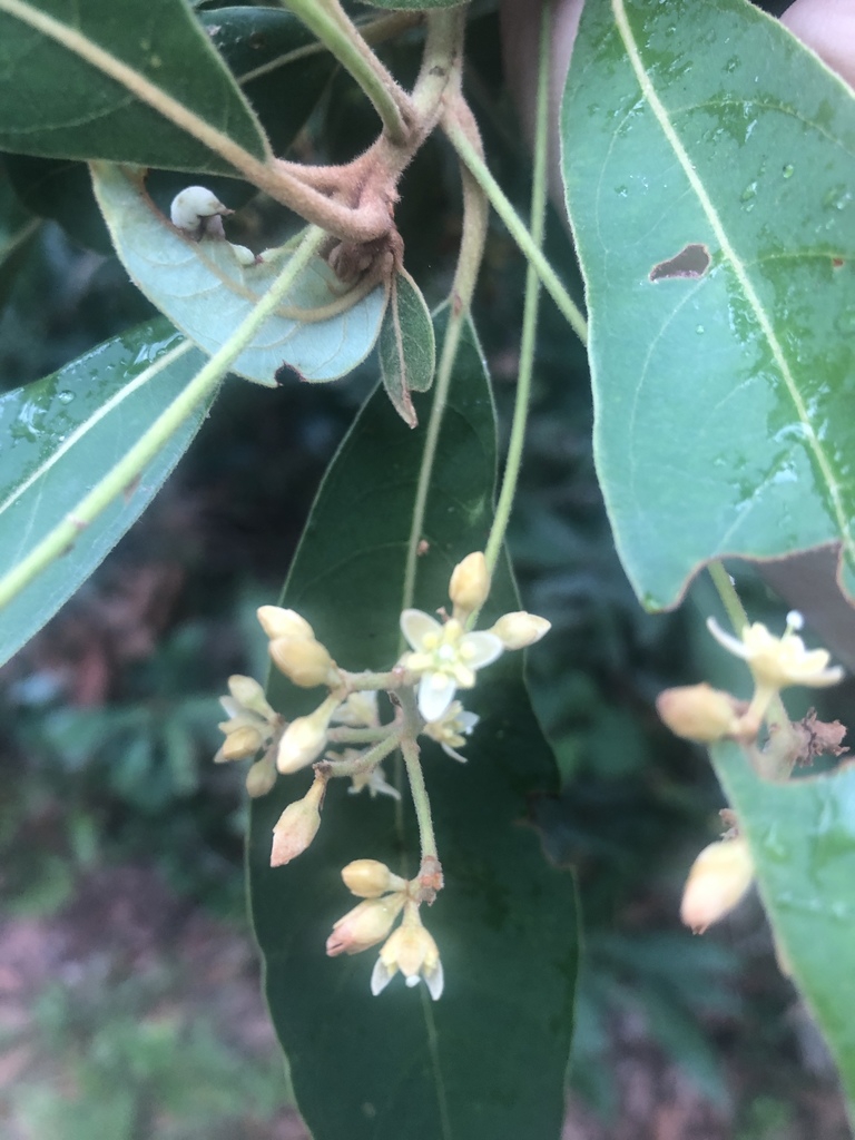 Close-up of small white flowers on long peduncle.