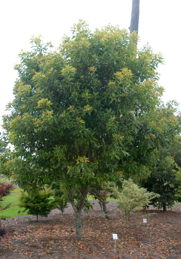 Small tree with dense crown.