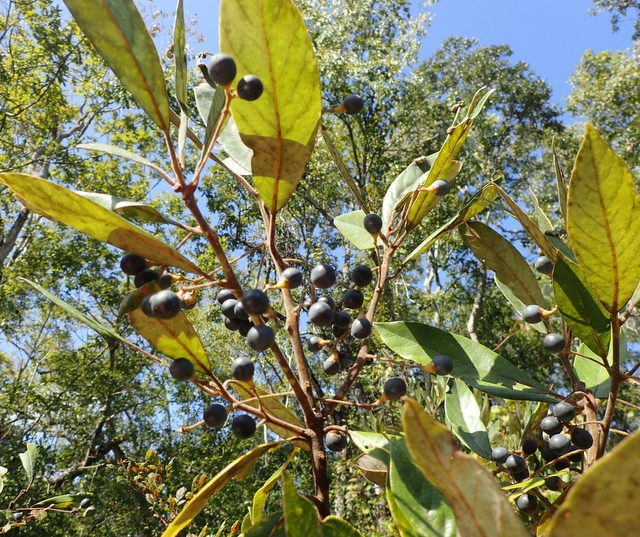 Leafy shoot with small, black, globose fruits.