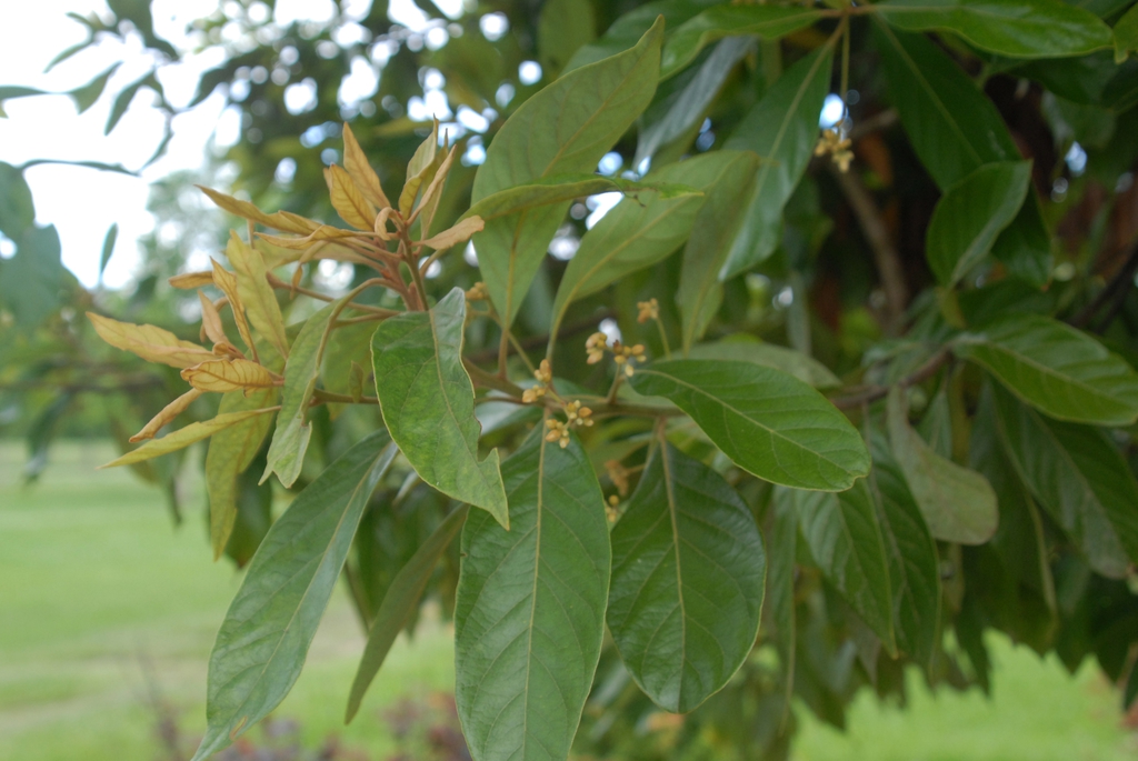 Leafy branch, young leaves with rusty hair. small white flowers.