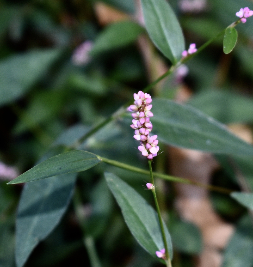 Flowers & Leaves - Oct. 20 - Warren Co., NC