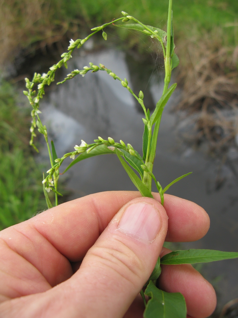 Stem