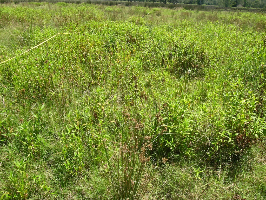 Form