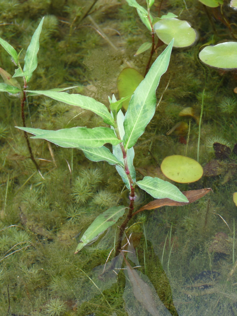Form