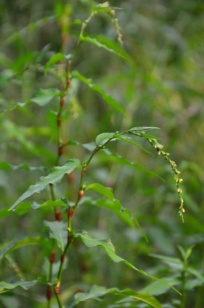 Stem