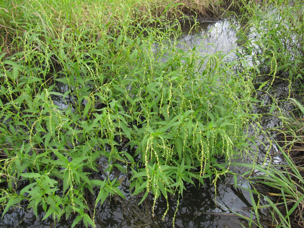 Form