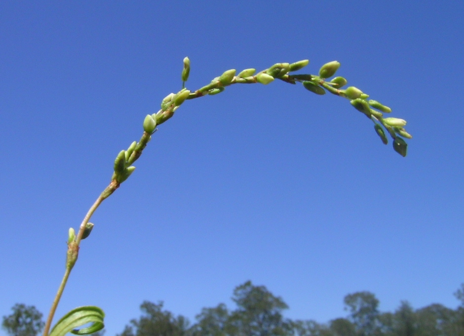 Stem