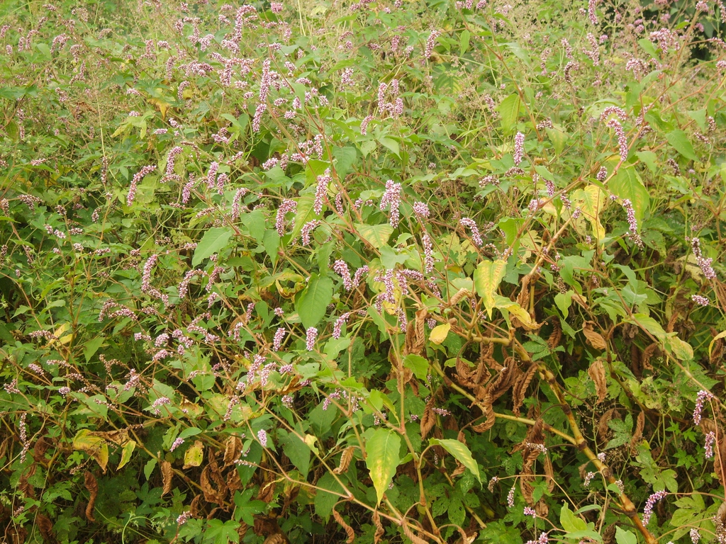 Form