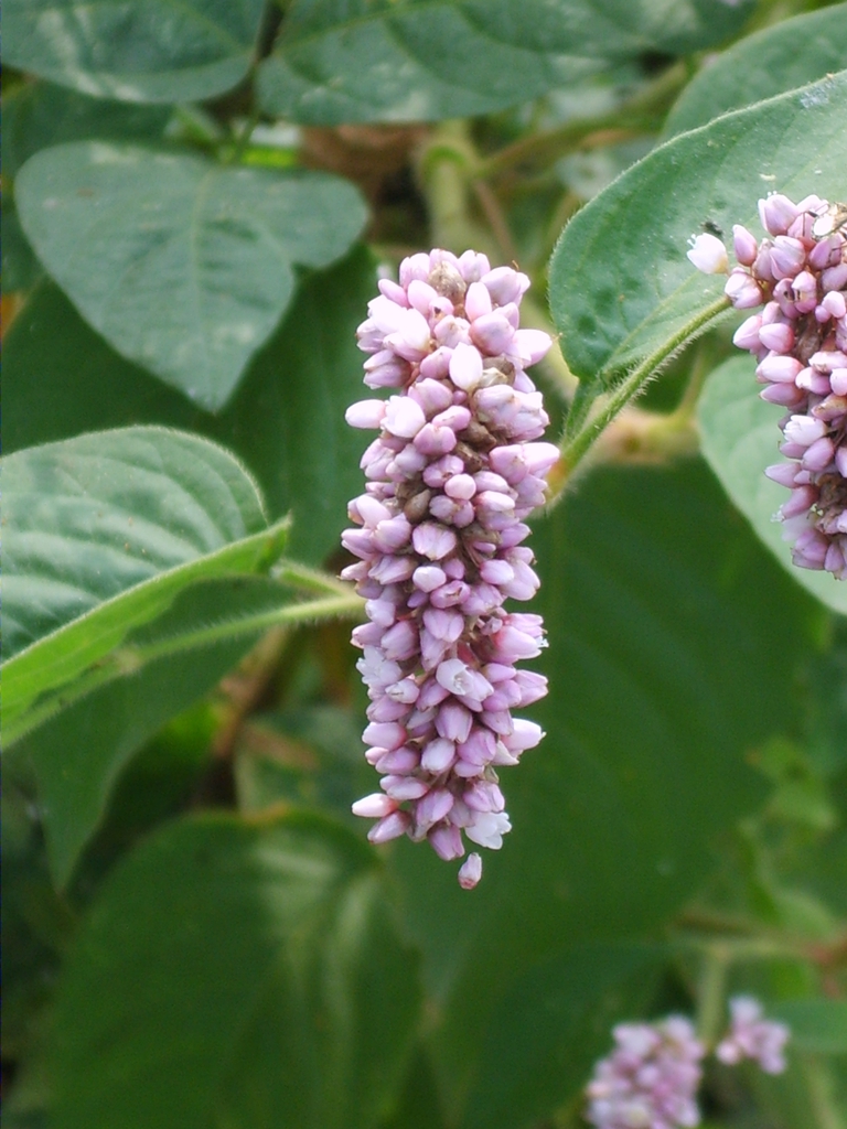 Form