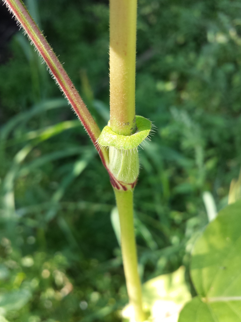 Stem