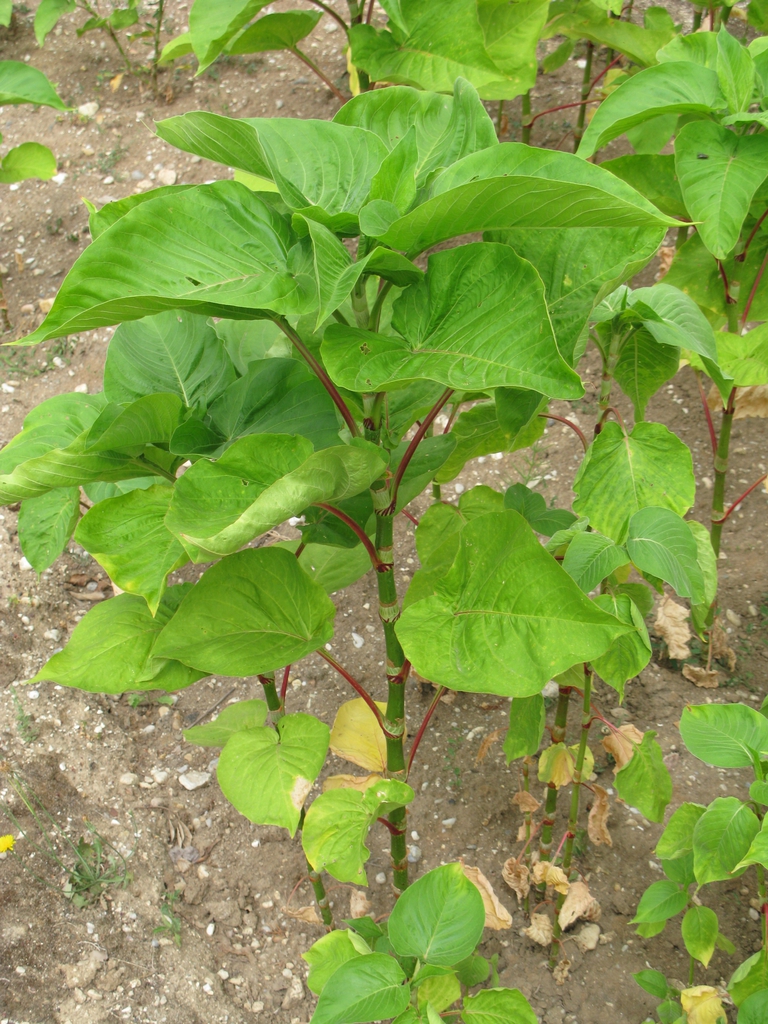 Form