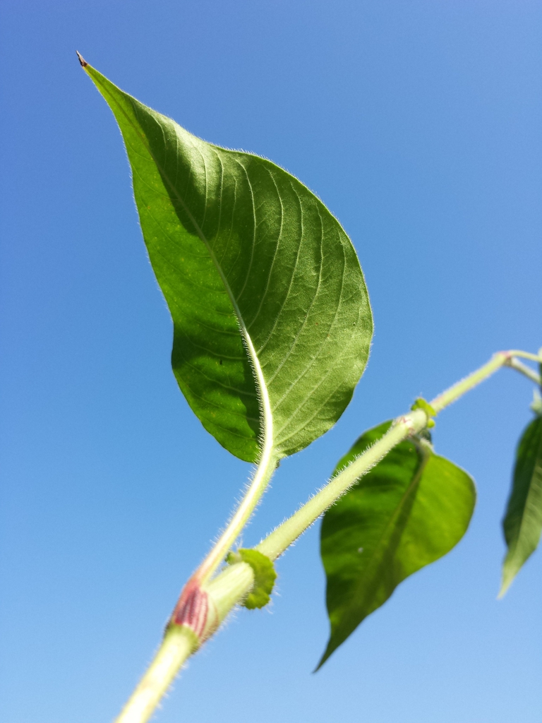 Stem and Leaves