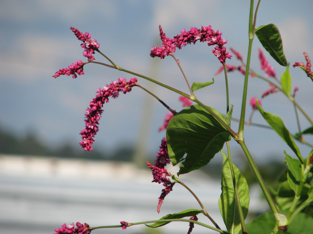 Form