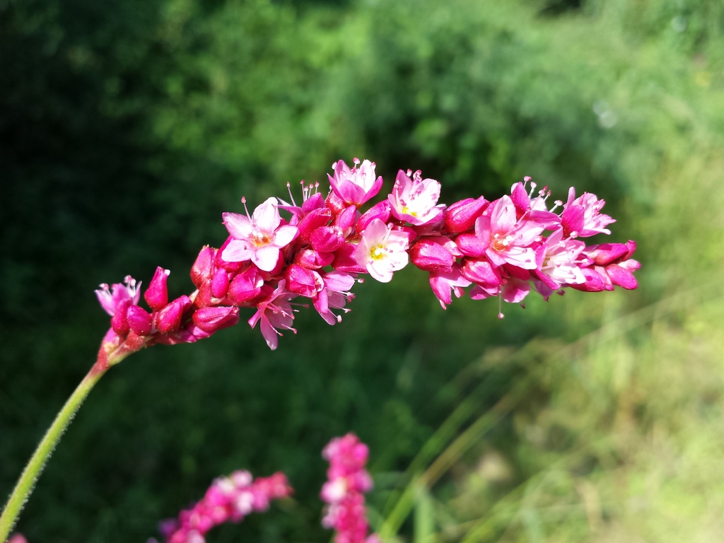 Stem and Flower