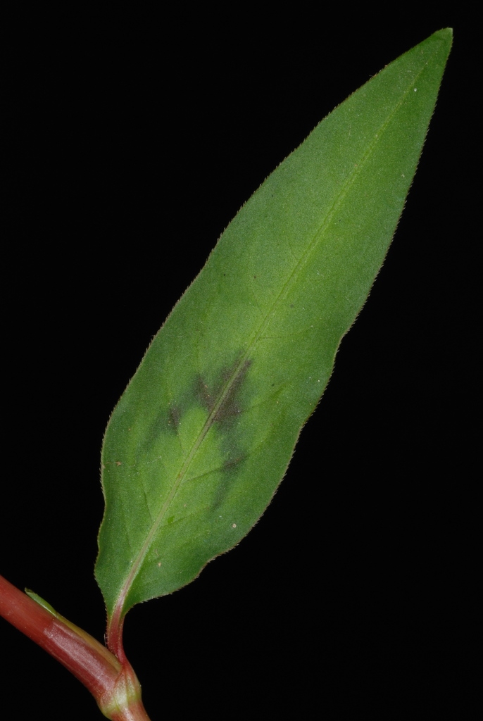 Leaf with hairs (Guilford County, US-NC)-Early Fall