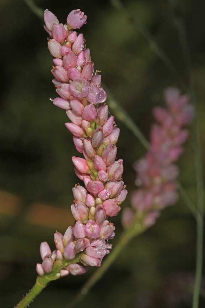 Form