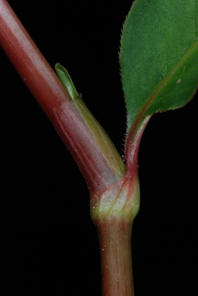 Stem with reddish sheath (Guilford County, US-NC)-Early Fall