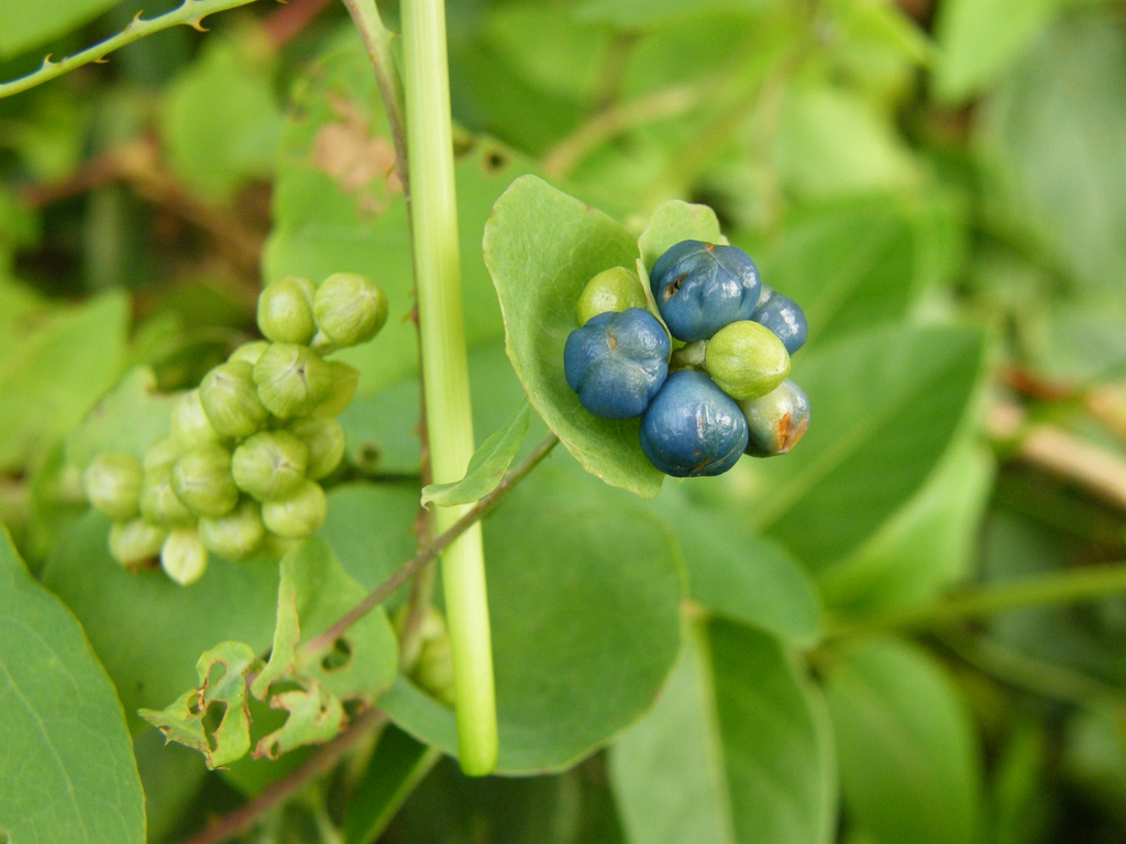 Stem and Fruit