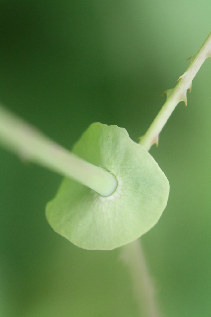 Stem