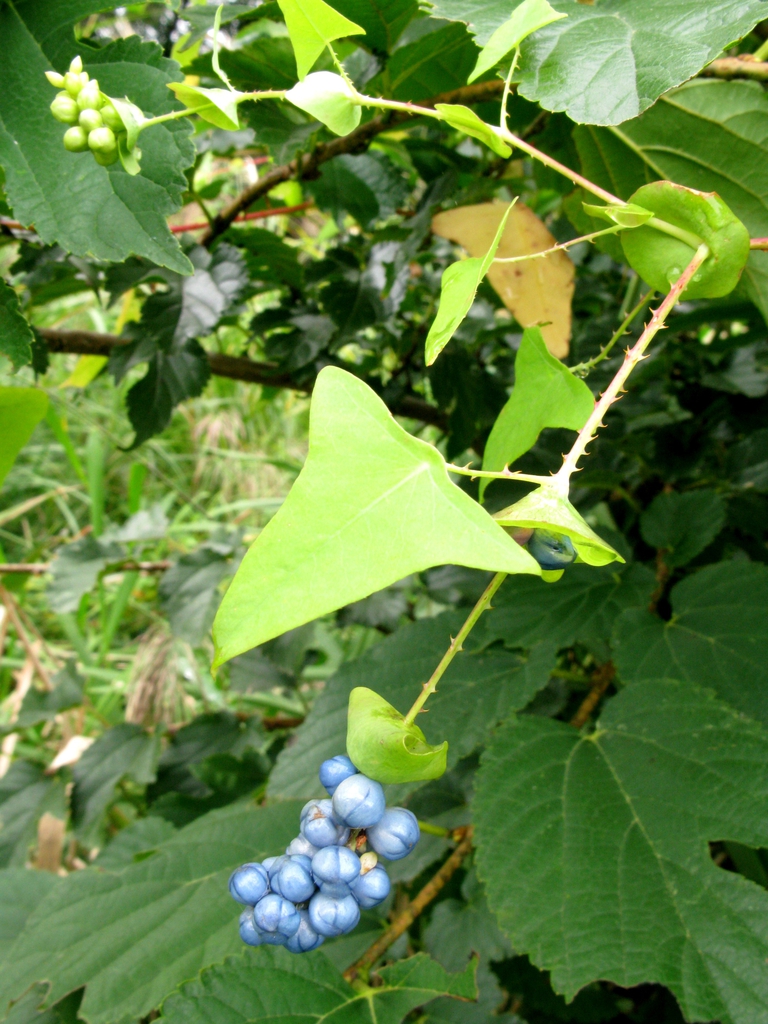 Form