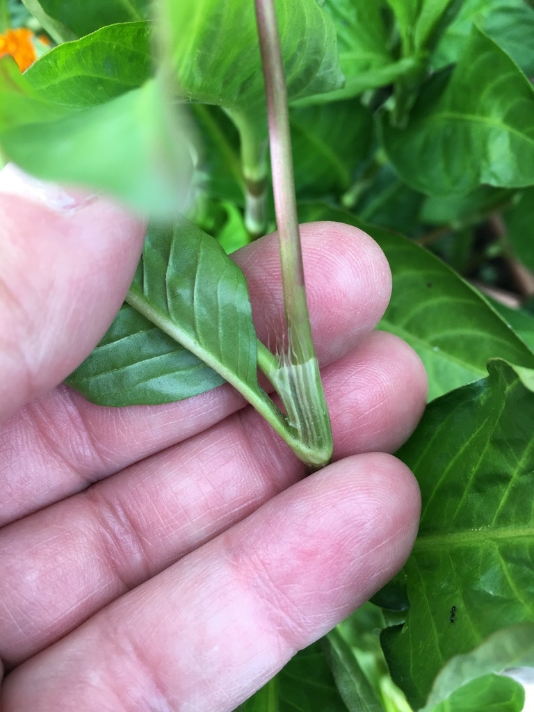 Plant with alternate simple leaves & membranous ocreas