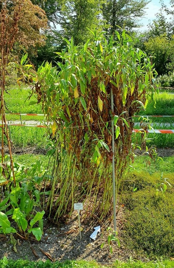 Upright plant growing in a garden