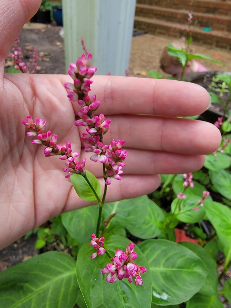 Hand cradling spikes of pink flowers.