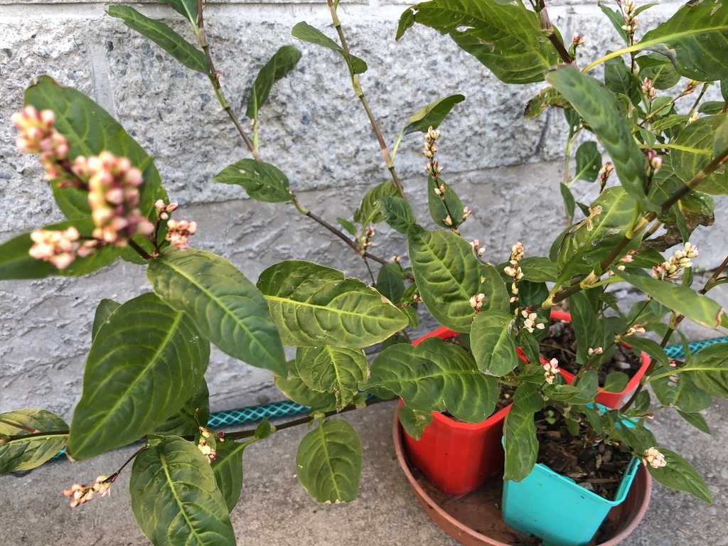 Potted plants with alternate simple leaves & spikes of pink fls.
