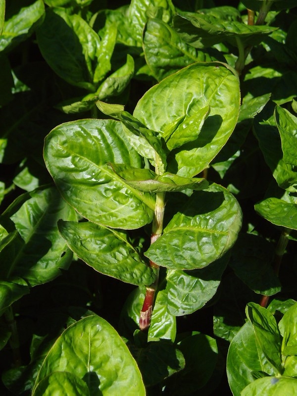 Plant with alternate simple leaves & membranous ocreas