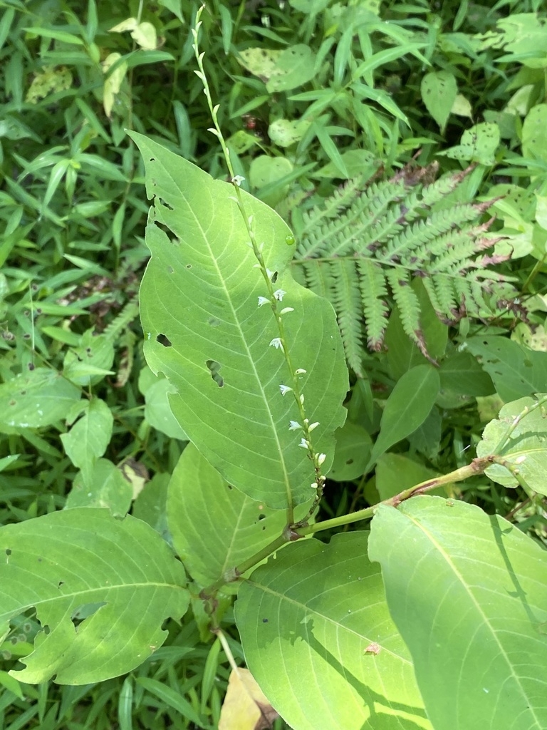 Plant with ovate leaves with acute tip & spike of small flowers