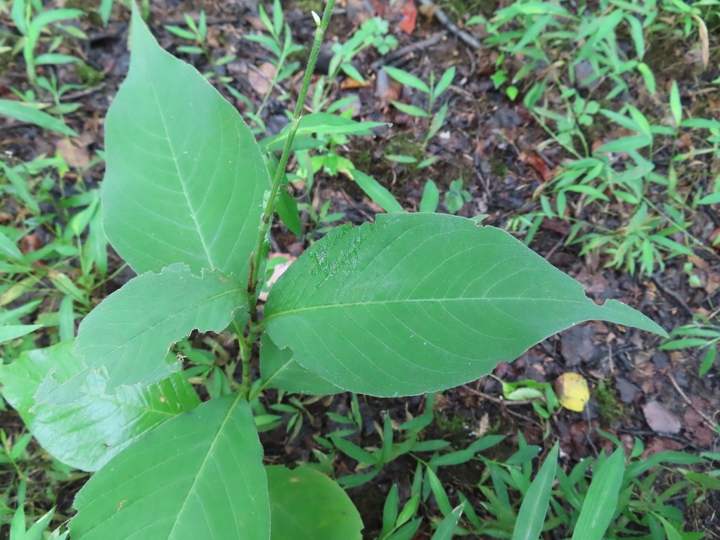 Single stem bearing alternate, ovate leaves with acute tips