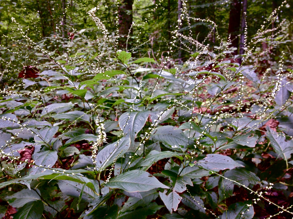 A stand of herbaceous plants with ovate leaves.