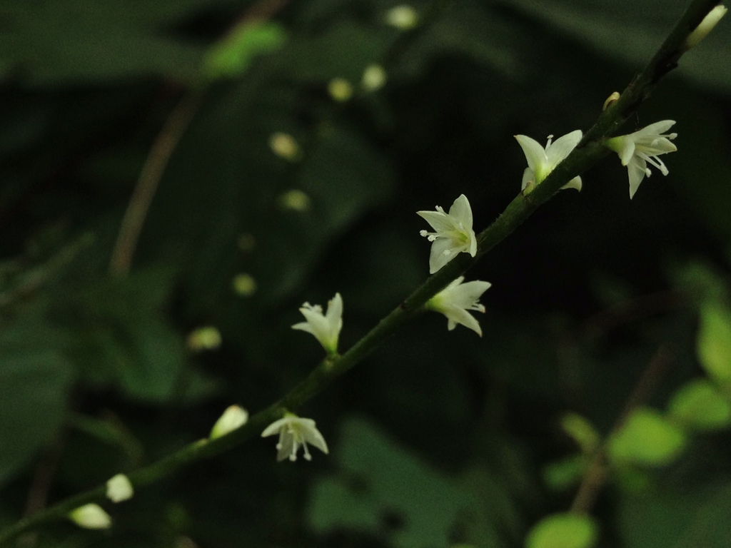Close-up of tiny white flowers borne distantly along a stem