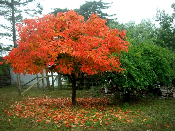leaves