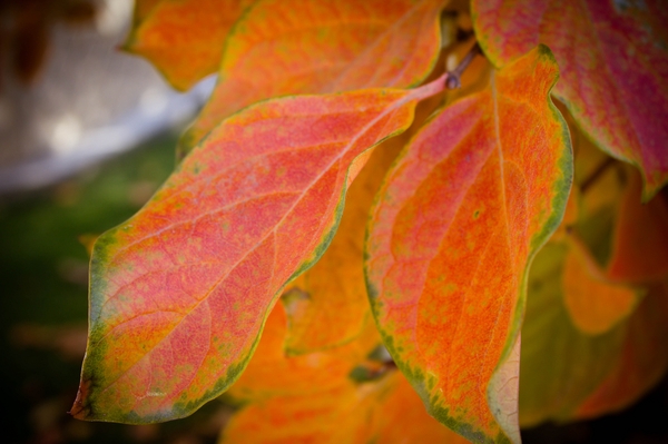 leaves