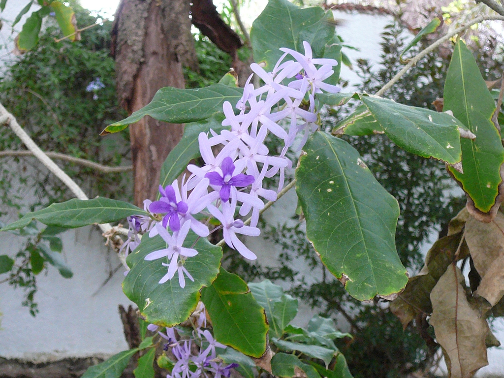 Form