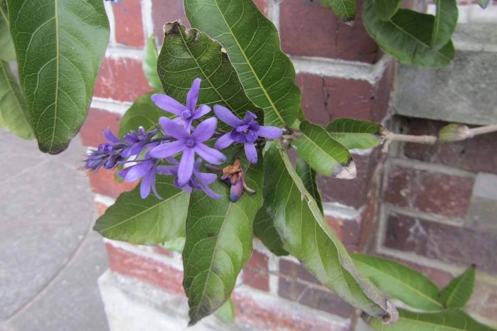 Form