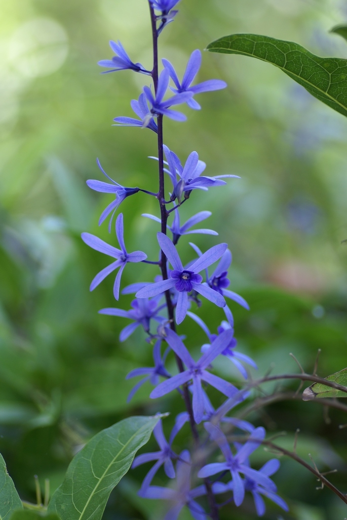 Stem and Flowers