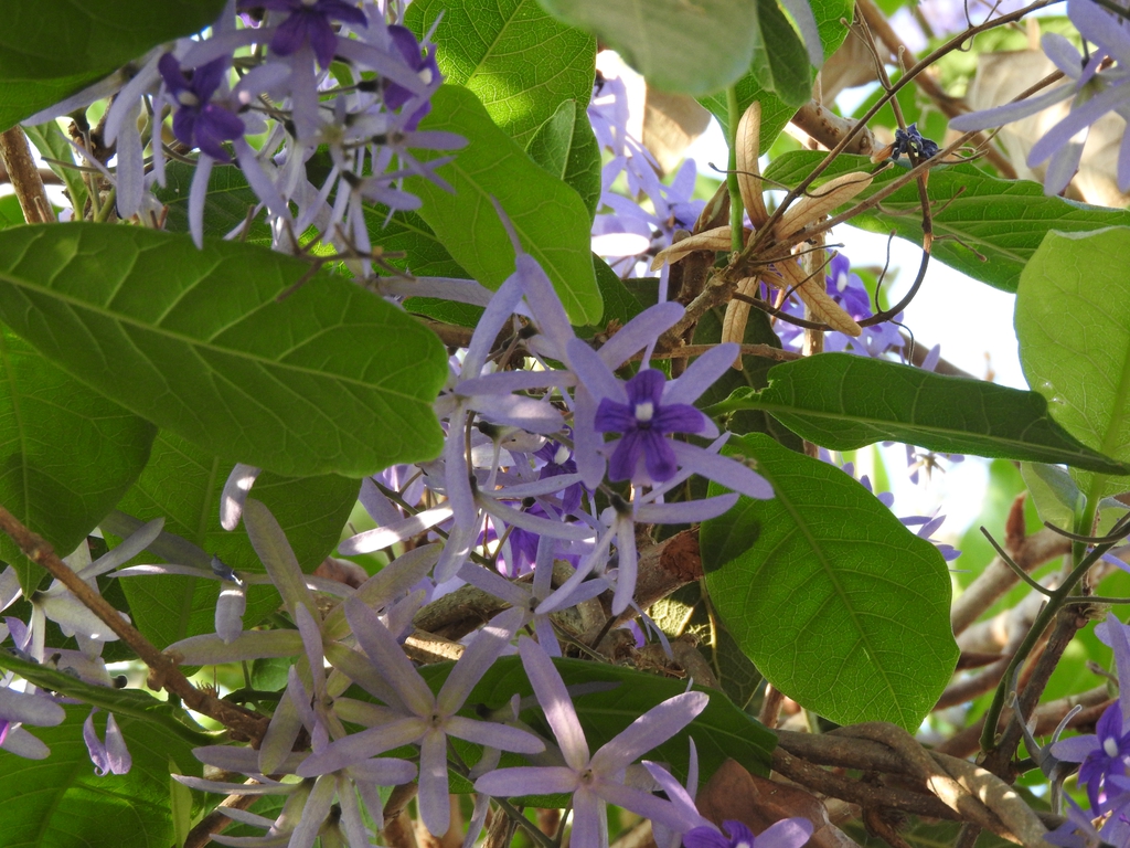 Form
