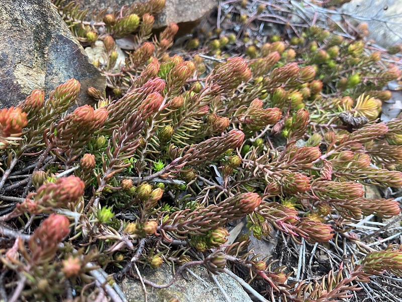 long stems with bronze-colored, succulent leaves.