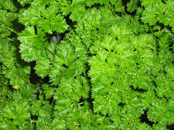 Petroselinum crispum