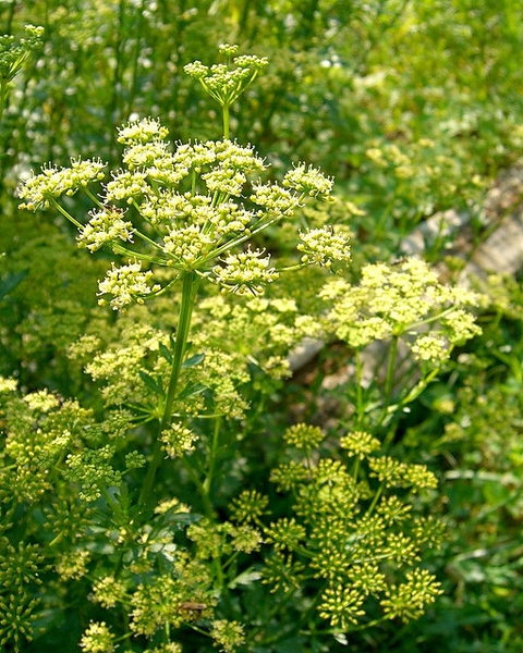 Petroselinum crispum