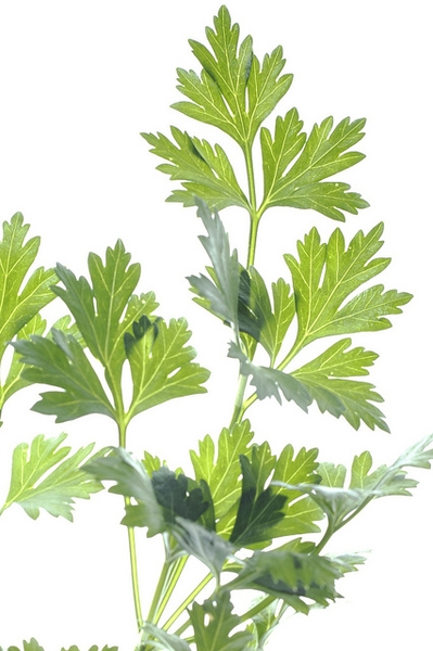Petroselinum crispum