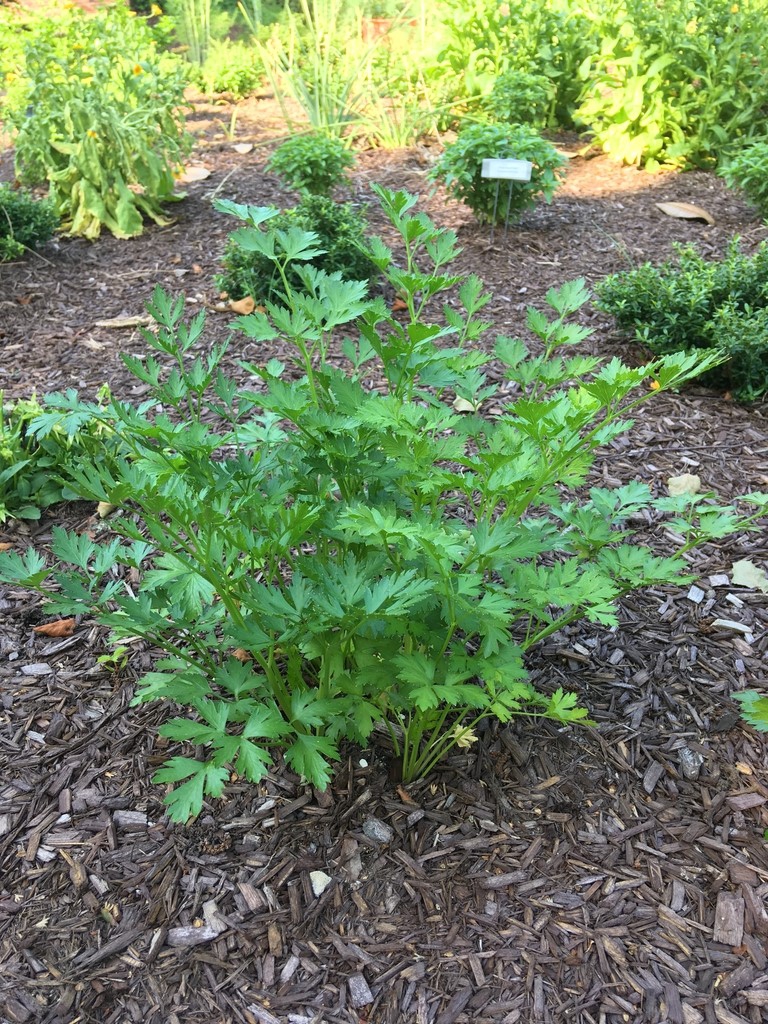 Petroselinum crispum