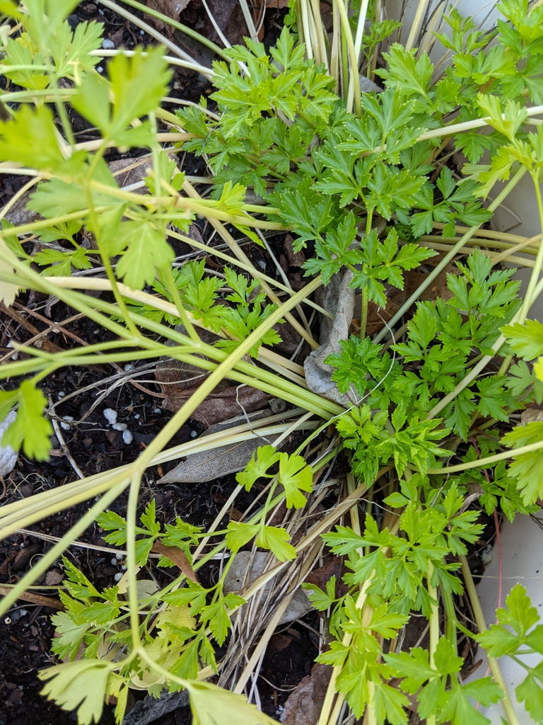 Petroselinum crispum