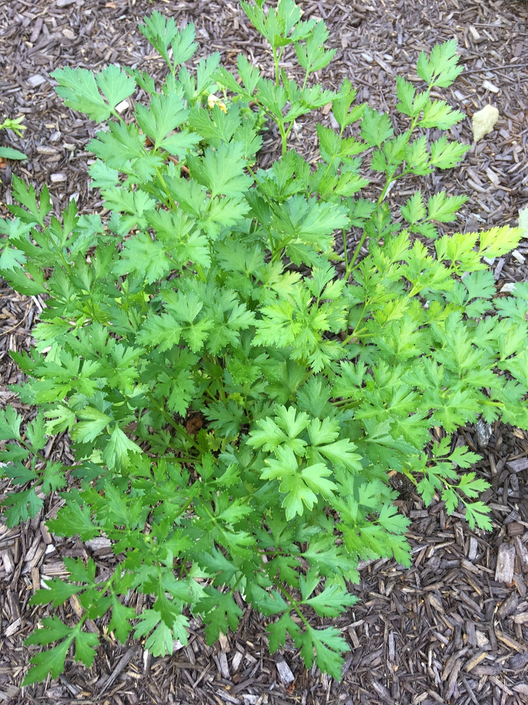 Petroselinum crispum