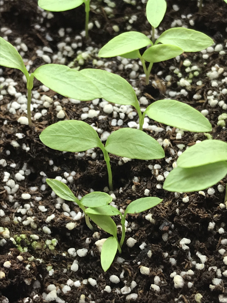 Seedlings