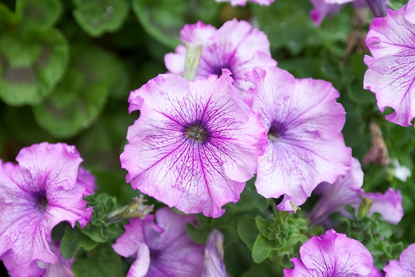 Petunia x hybrida