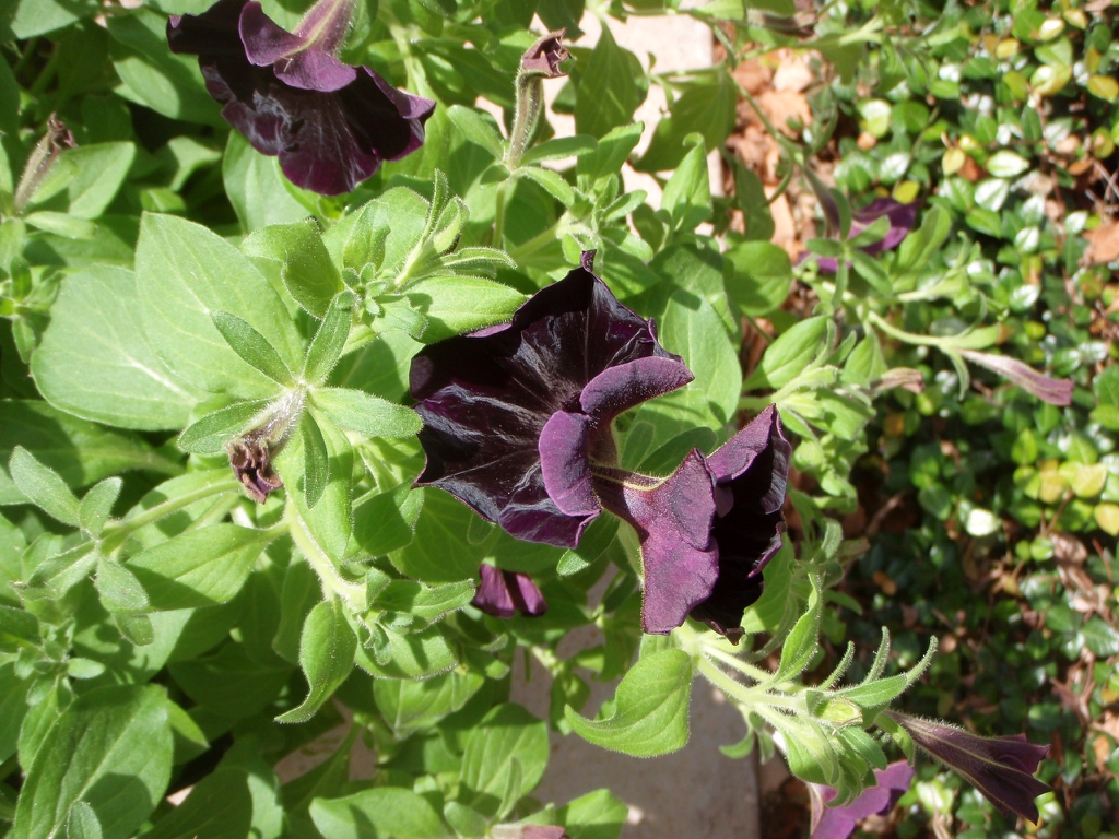 'Black Velvet' Flower and Leaf